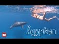 Ägypten / Hurghada - Schnorcheln mit Delfine - Tauchen