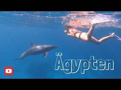 Video: Wo Kann Man In Ägypten Mit Delfinen Schwimmen