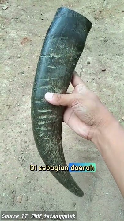 Memanfaatkan tanduk kerbau #shorts
