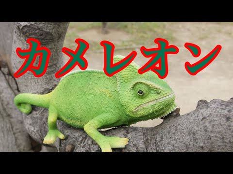 《【弾き語り】カメレオン/king gnu -ミステリと言う勿れ　主題歌》