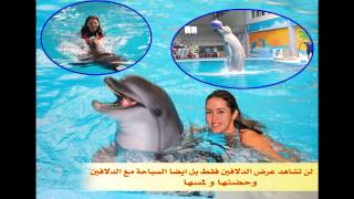 عروض الدلافين في اسطنبول تركيا مع الوليد للسياحة جوال 00905071450050