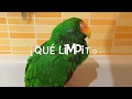 Mi loro Eclectus en la ducha