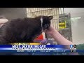 Pet of the Week: Dexter
