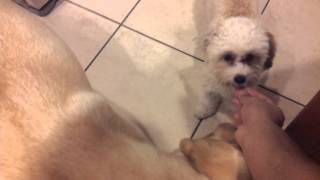 can dogs eat turkey bacon