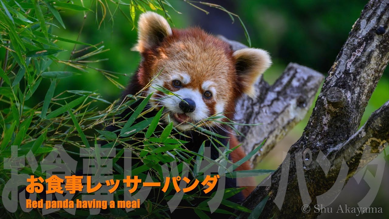 野生動物のレスキューマニュアル 野生動物救護研究会『アニマルレスキュー教本 野鳥編』謝辞