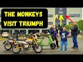Honda Monkey Bikes Go To The Triumph Factory!