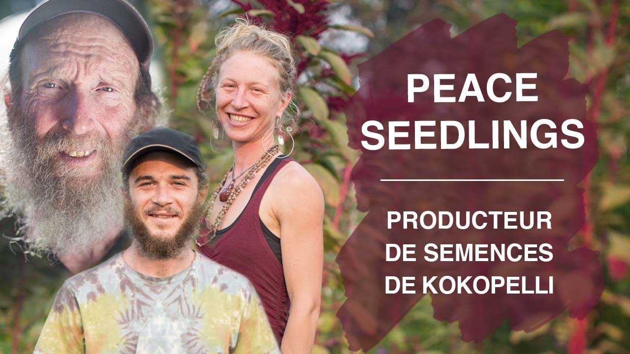 Rencontre avec Peace Seedlings, producteur de semences de Kokopelli