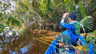 HUTAN BELANTARA SUNGAI KALIMANTAN punya potensi udang besar yang luar biasa