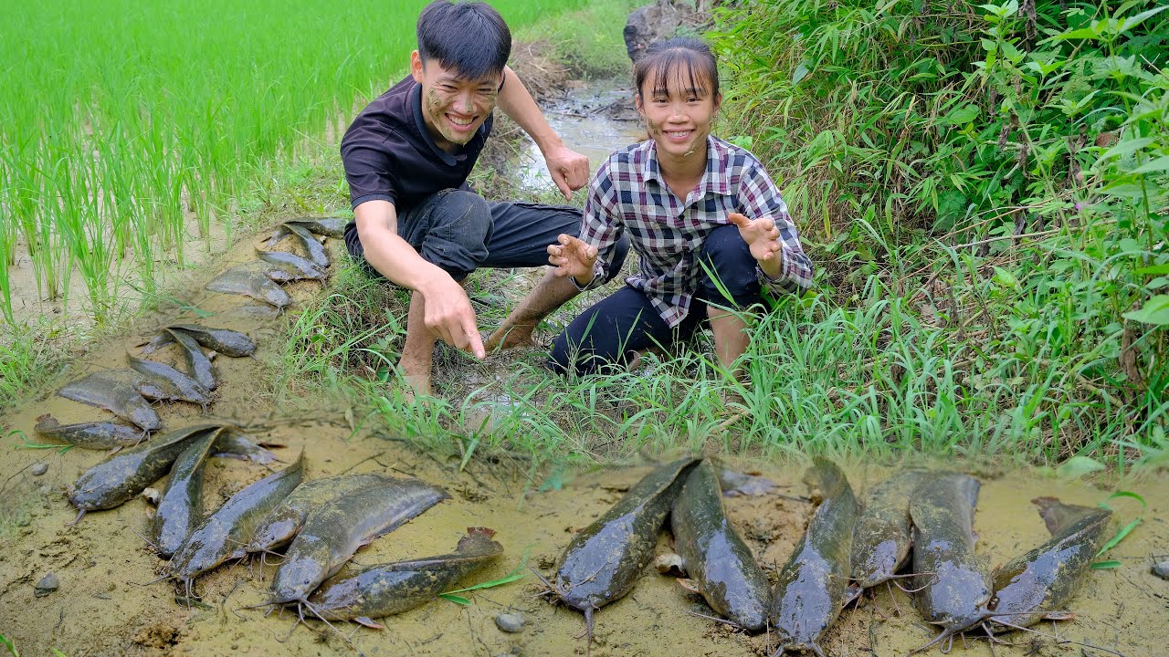 Catching Stranded Fish in the Rice Field After the Water Receded
