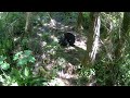 Another came angle view from above of the bear wrestling match. Part two.