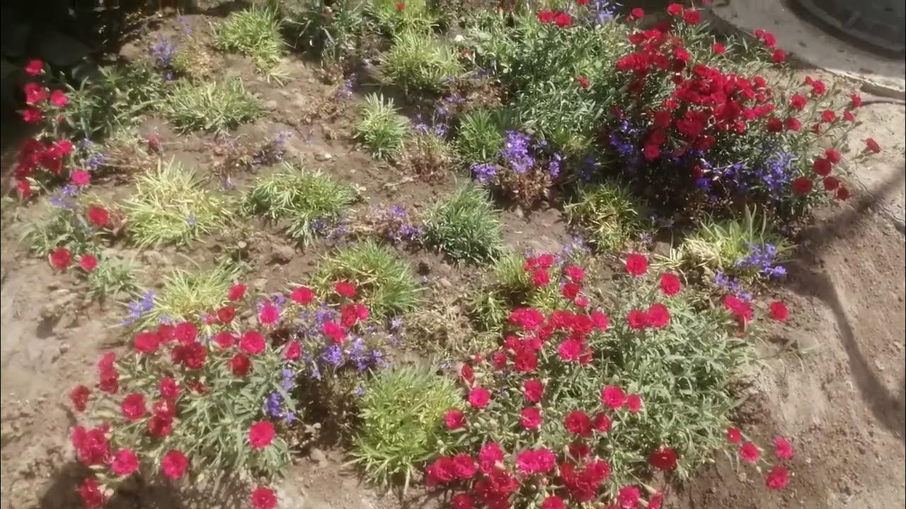 Гвоздика ампельная в открытом грунте: уход и цветение. - YouTube
