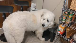 Great Pyrenees doesn't trust balloons by Ace Disaster 244 views 4 years ago 43 seconds