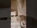Panteão Régio. Personagens ilustre de Portugal estão aí sepultados. #portugal  #Alcobaça