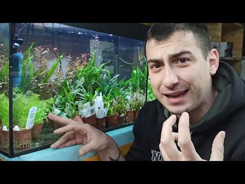 Aquarium Φυτά εύκολα είδη Basics *σύντομη περιγραφή* | AquaPlanters ep 8