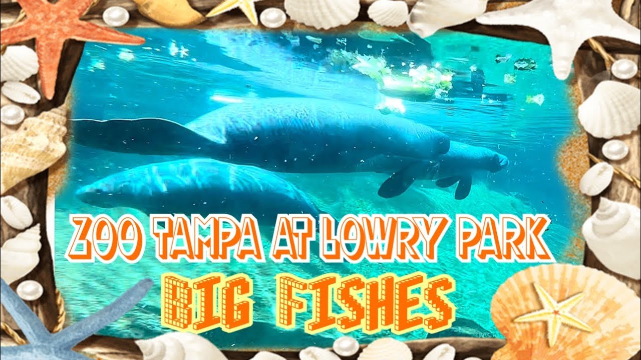 Check it out ! Manatees at Zoo Tampa Xem Heo Biển tại Zoo Tampa at