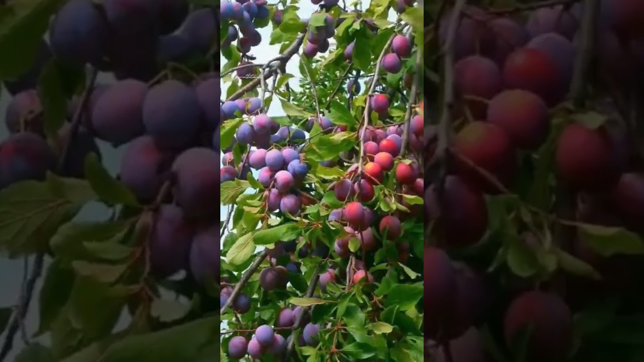 POHON AJAIB!! 1 pohon bisa Hasilkan 40 Jenis Buah 