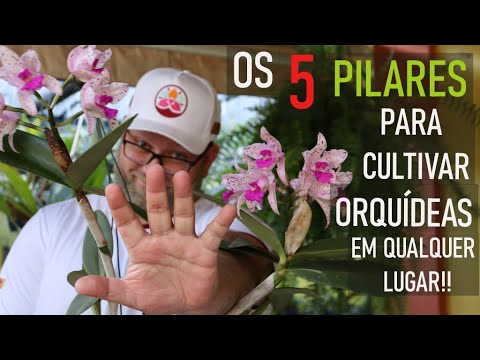 Vídeo: Cultivando orquídeas em um peitoril da janela - Quais são as melhores orquídeas para peitoril da janela