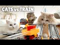 Cats vs trainkittisaurus