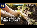 Botany Basics How To Identify Different Plant Species Around You