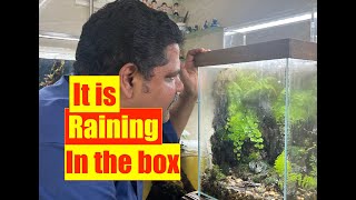 DIY IDEAS | How to Make | Terrarium Rain Garden | Nature AquaTerrarium  Mayur Dev Aquascaper 4K