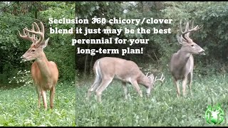 HS360 2024 Recap on chicory clover plot over winter conditions