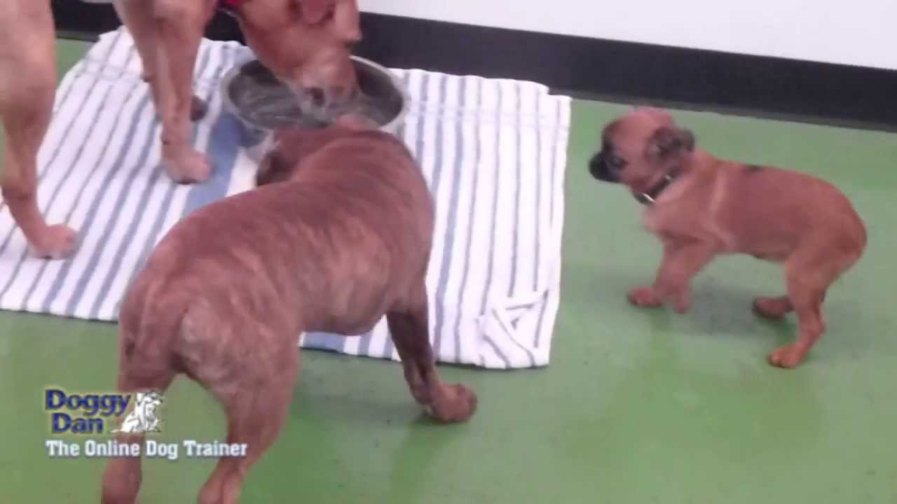 auckland-puppy-school-youtube