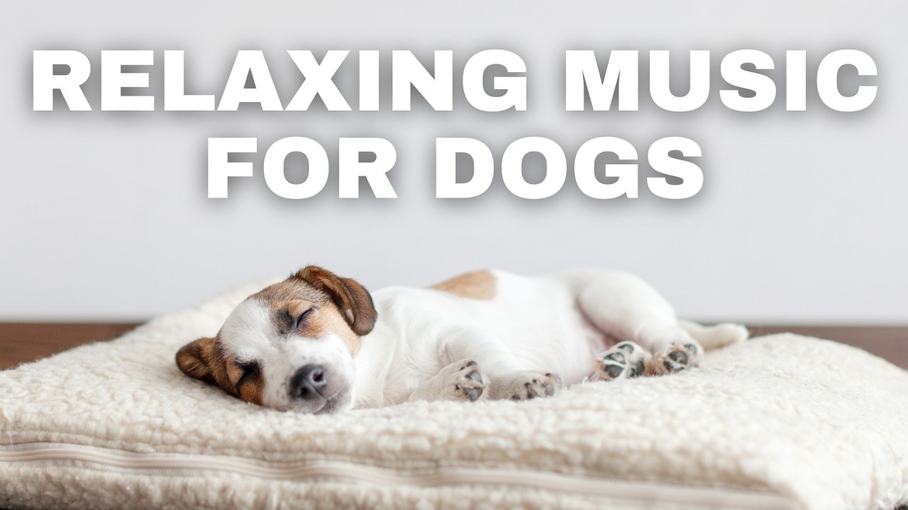 Relaxing Rock Music for Dogs (Helps With Separation Anxiety, Decompression, and Relaxation)
