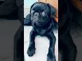 Cute🥰🥰#youtubeshorts#shorts#trendingshorts
