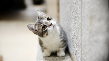 Lập trình web và thiết kế bố cục với HTML, CSS