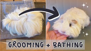 Bathing & Grooming My LongHaired Guinea Pig! ✂