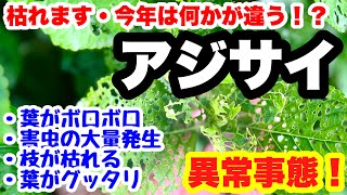 ◆【害虫発生】【異常気象】【病気】とアジサイの異変今年の春は何か違う