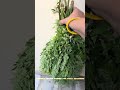 Moringa leaves #ytshorts #explore