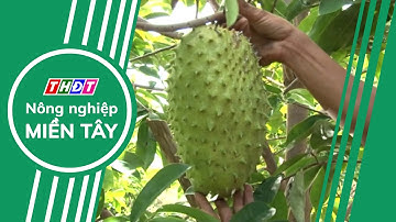 Giá mãng cầu xiêm tăng gấp đôi | Nông nghiệp Miền Tây