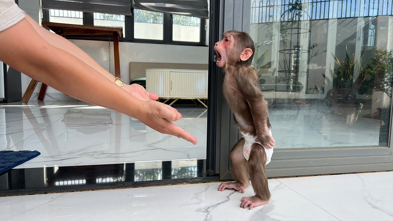 Baby Monkey Cubis Escapes Dad After a Diaper Disaster! 😂🐒
