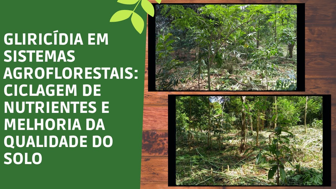 MANEJO DA GLIRICIDIA EM SISTEMAS AGROFLORESTAIS (SAFs)