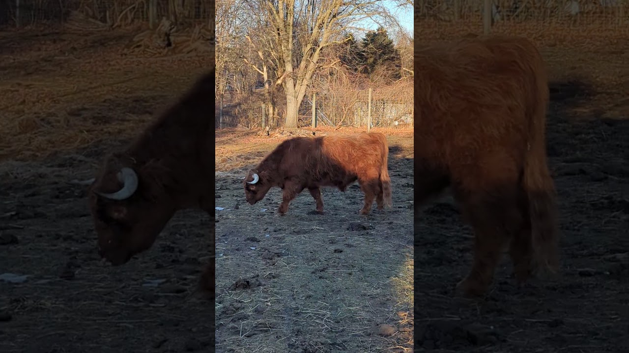 Highlands in the spring.  #cow #farmanimals #highlandcattle #farmanimalslist
