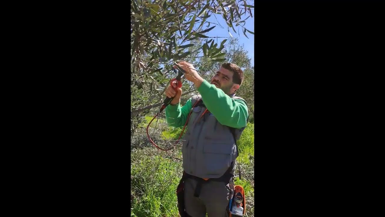 Καρκίνος της ελιάς| Μέρος 2ο| Πρακτική εφαρμογή