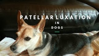 Patellar Luxation in Dogs