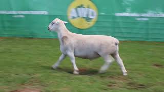 Lot 97 | Annalara White Dorper 2025 Ram Sale
