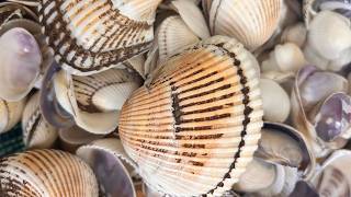 Close-Up Sea Shell ASMR 🐚 Soft Scratching, Rubbing & Tapping Sounds screenshot 5
