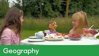 How fruit is grown and picked in an orchard | Geography - William Whiskerson
