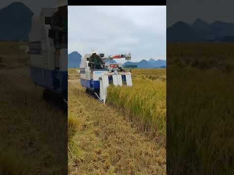 large Rice Harvester For Biger Land #satisfying #short