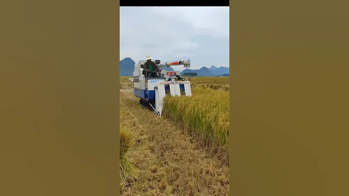 large Rice Harvester For Biger Land #satisfying #short - DayDayNews