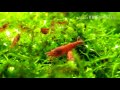 Овсянка лучше всего для креветок черри/aquarium shrimps