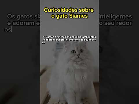 Curiosidades Gato Siamês