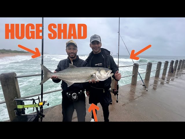 Huge shad/bluefish caught on small rod - Shad fishing Durban 2024 