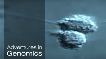 Sequencing the Single Cell – Adventures in Genomics