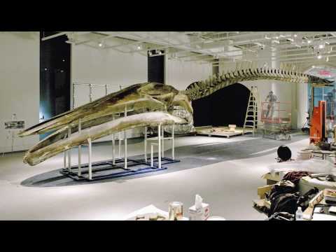 Building a Blue Whale at the Canadian Museum of Na...