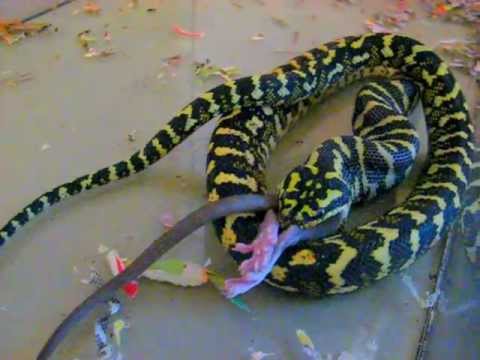 My Jungle carpet python is eating his largest meal ever! - YouTube