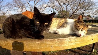 お正月が終わってもゴロゴロ過ごす猫達が羨ましい・・・